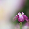 菖 蒲