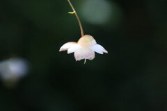 蓮華升麻