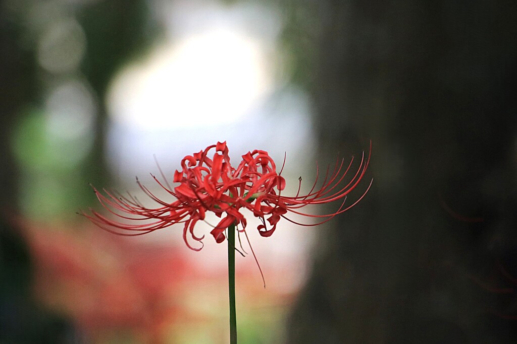 彼岸花