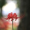 彼岸花