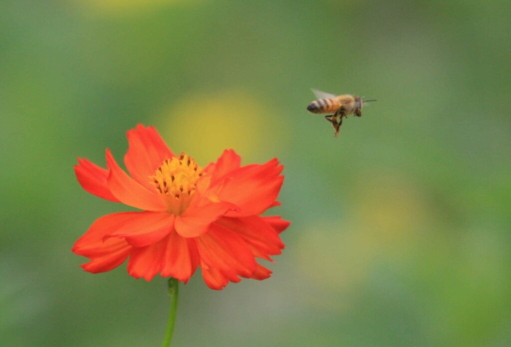 コスモスに蜜蜂