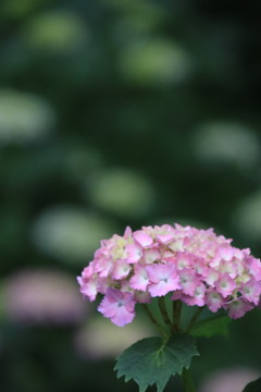 紫 陽 花