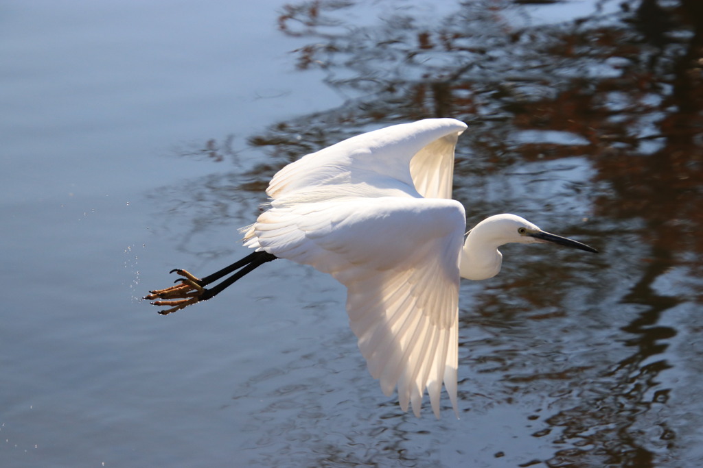 野鳥(飛翔)