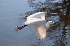 野鳥(飛翔)
