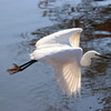 野鳥(飛翔)