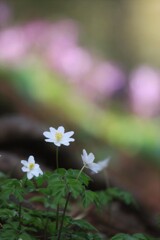 春よ来い(イチゲ)