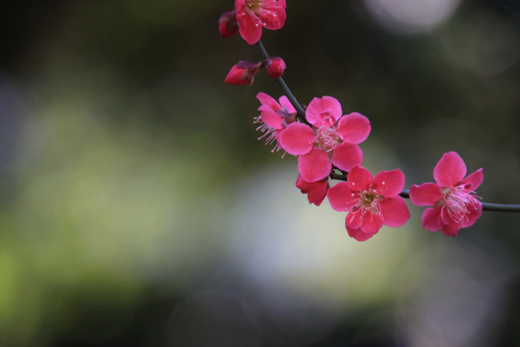 梅花