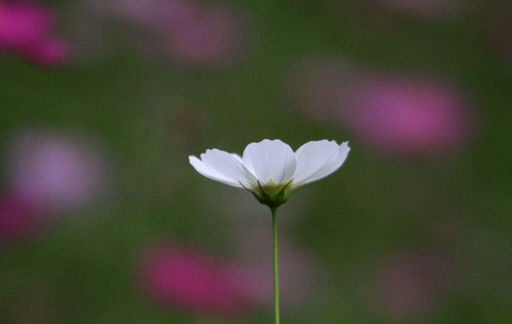 秋桜