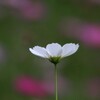 秋桜