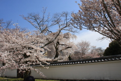 桜  花