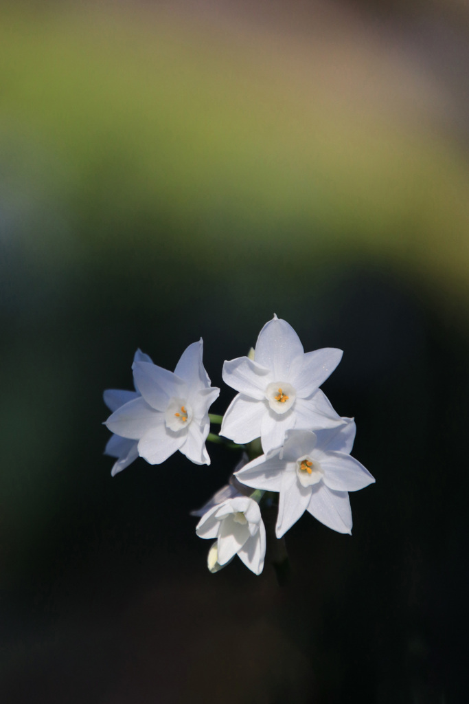 水 仙(ペーパーホワイト)