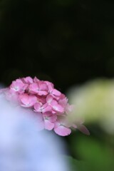 紫 陽 花