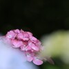 紫 陽 花
