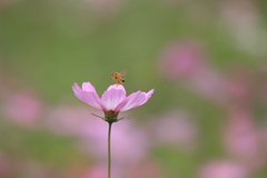 ◆花粉の配達でぇ～す◆