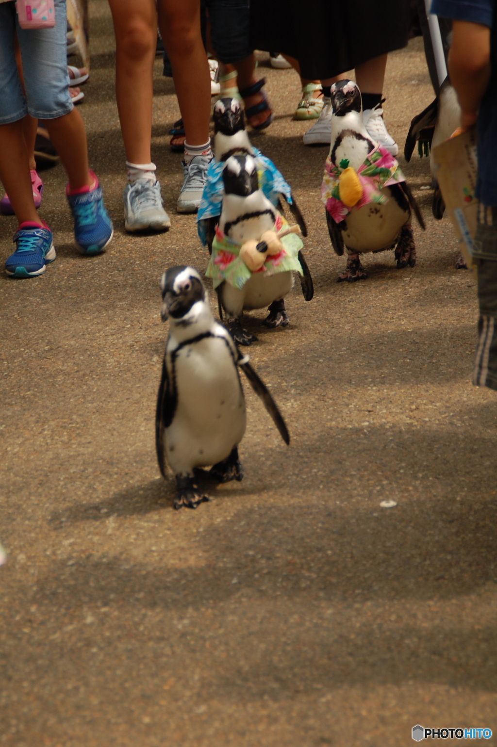 松江フォーゲルパーク ペンギンのお散歩 By クマえーじ Id 写真共有サイト Photohito