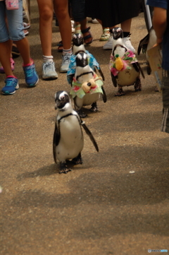 松江フォーゲルパーク　ペンギンのお散歩