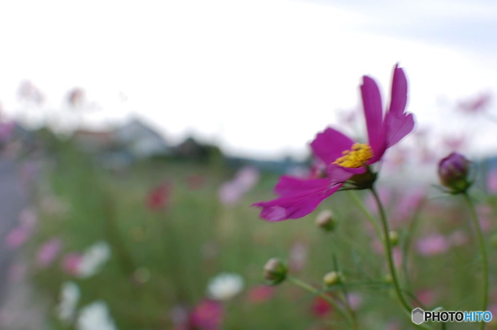 秋桜