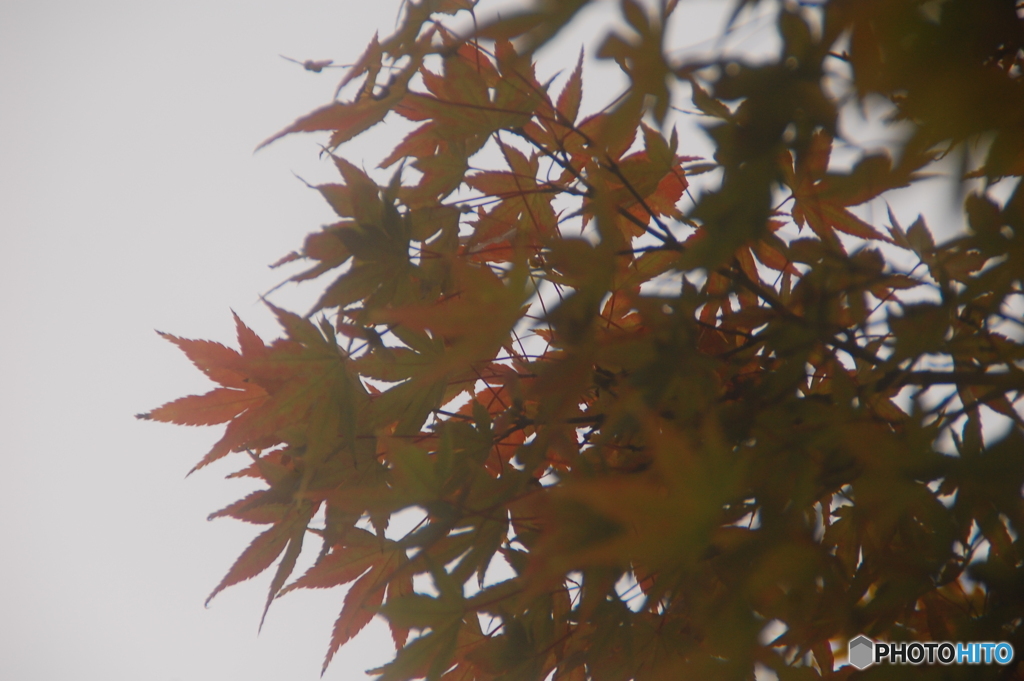 由志園　紅葉