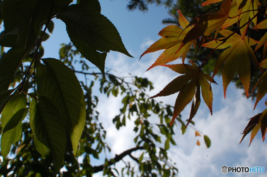 少しだけの紅葉