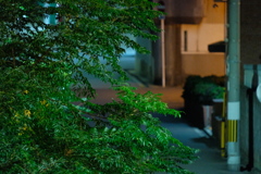 夜散歩