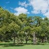 大仙公園