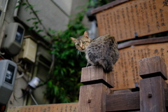 なら猫