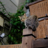 なら猫