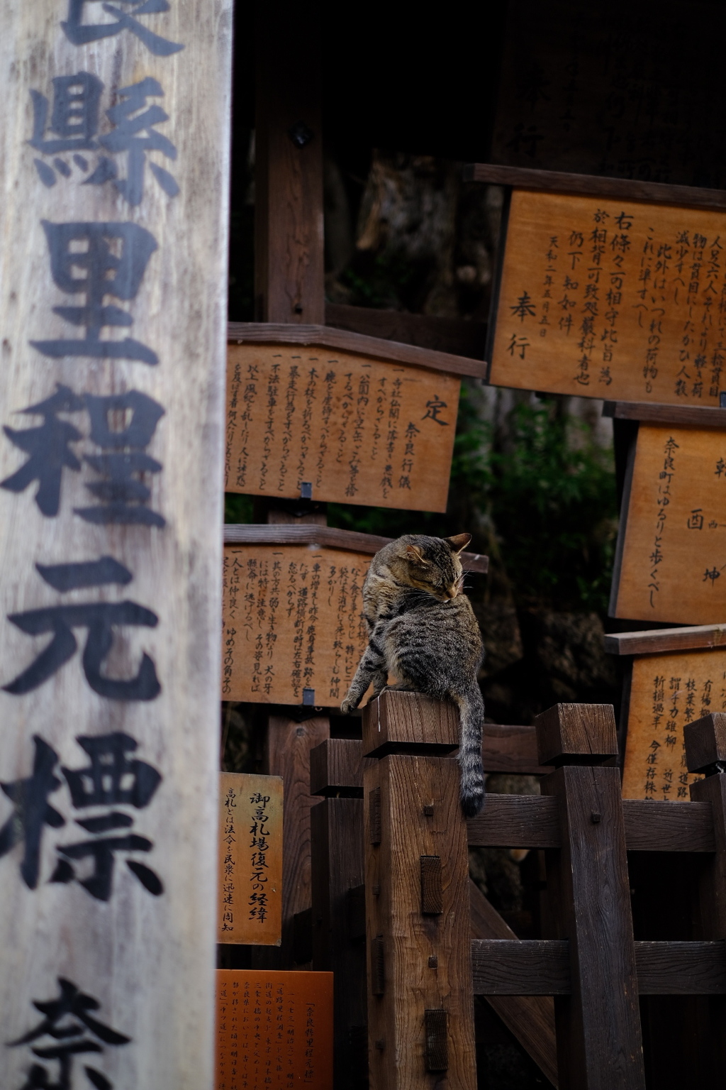 なら猫