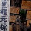 なら猫