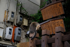 なら猫