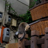 なら猫