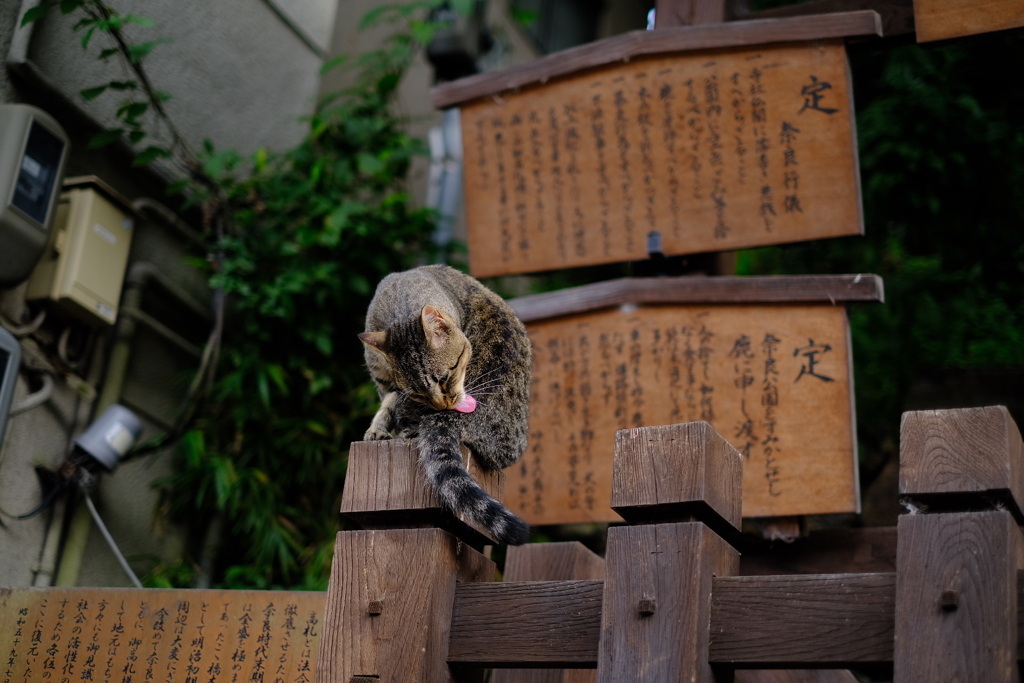 なら猫