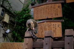 なら猫