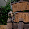 なら猫