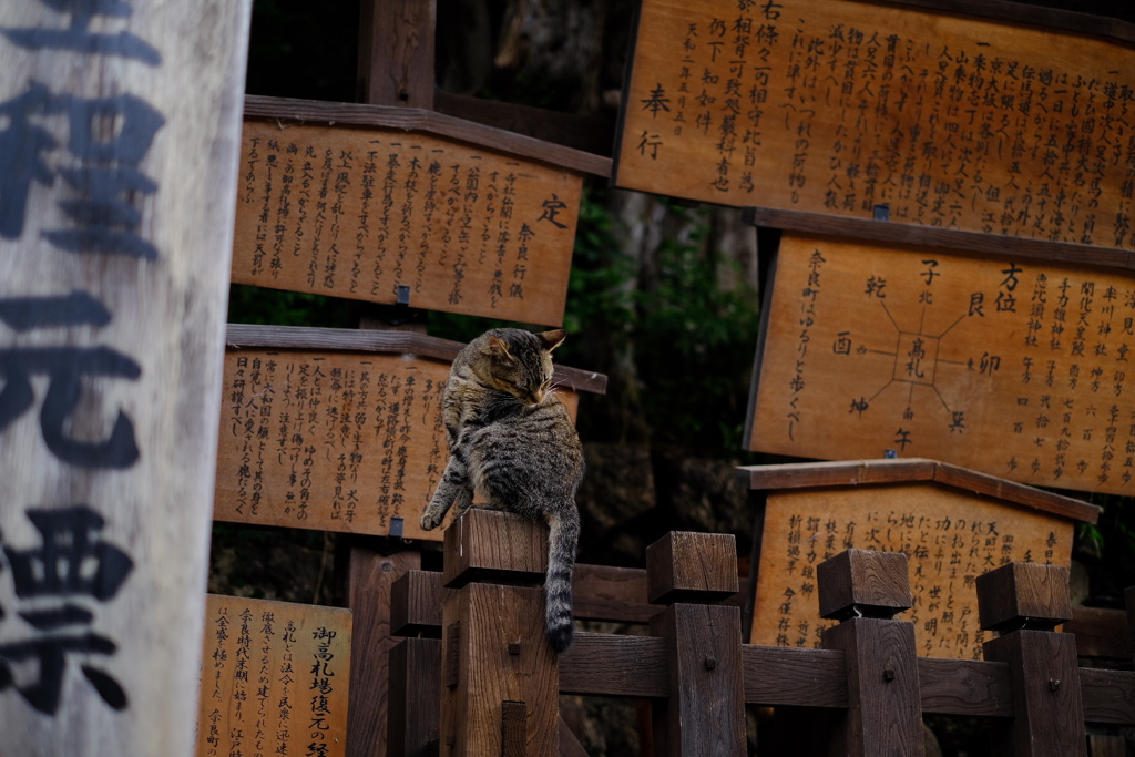 なら猫