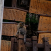 なら猫