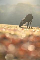 秋の飛火野