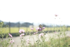 flower bed