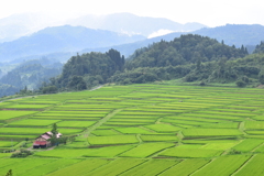 椹平の棚田