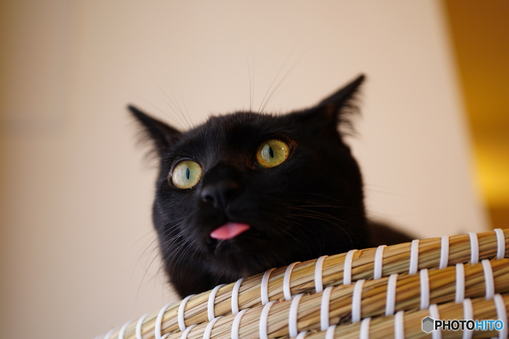 たぶん猫 #1