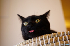 たぶん猫 #1