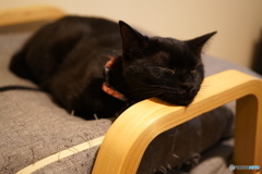 あご乗せて気持ちいい