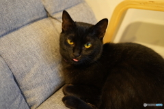 にゃに見てんだ
