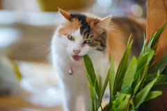 はむはむ