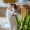 はむはむ