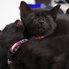 うっとり