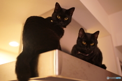 CDジャケット写真