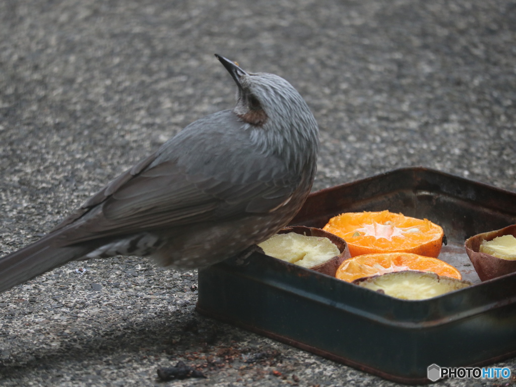 盗撮６　ヒヨドリ警戒中