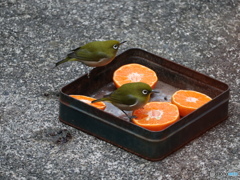 盗撮２　警戒中