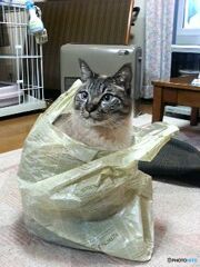 亡愛猫　２　袋が大好き